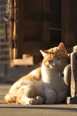 称名寺のネコ①