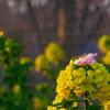 桜冠