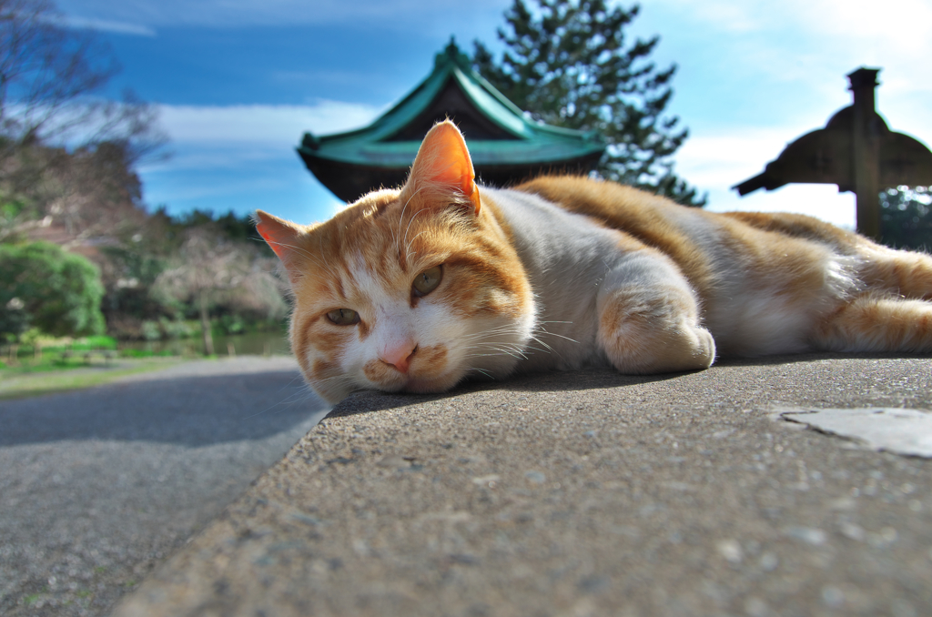 称名寺のネコ⑩