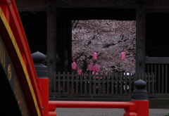 遠くより 見るともうるわし 参道の桜