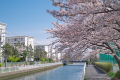 桜が咲いたら