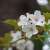 もろともに あはれと思へ 山桜 花より外に 知る人もなし