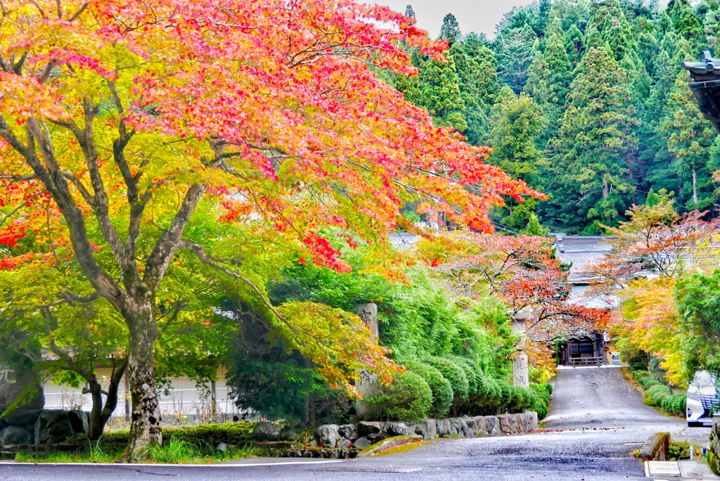 高野山宝城院前