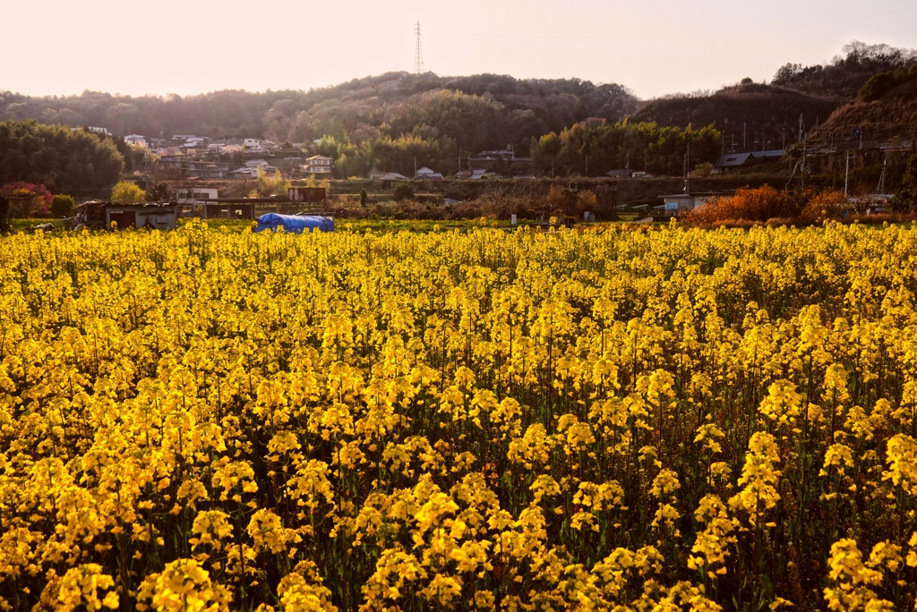 The yellow before sunset