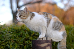 公園にいた猫