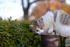 公園にいた猫