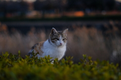 公園にいた猫
