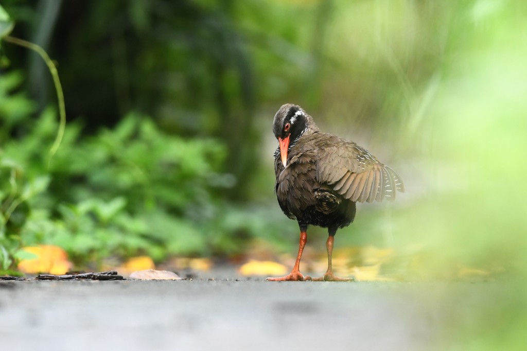 ヤンバルクイナ