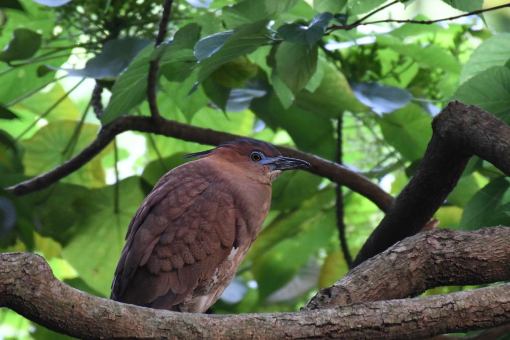 ズグロミゾゴイ