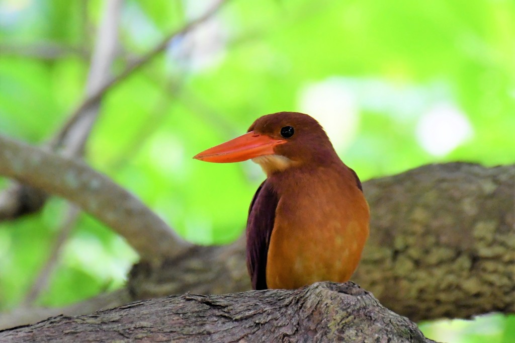 リュウキュウアカショウビン
