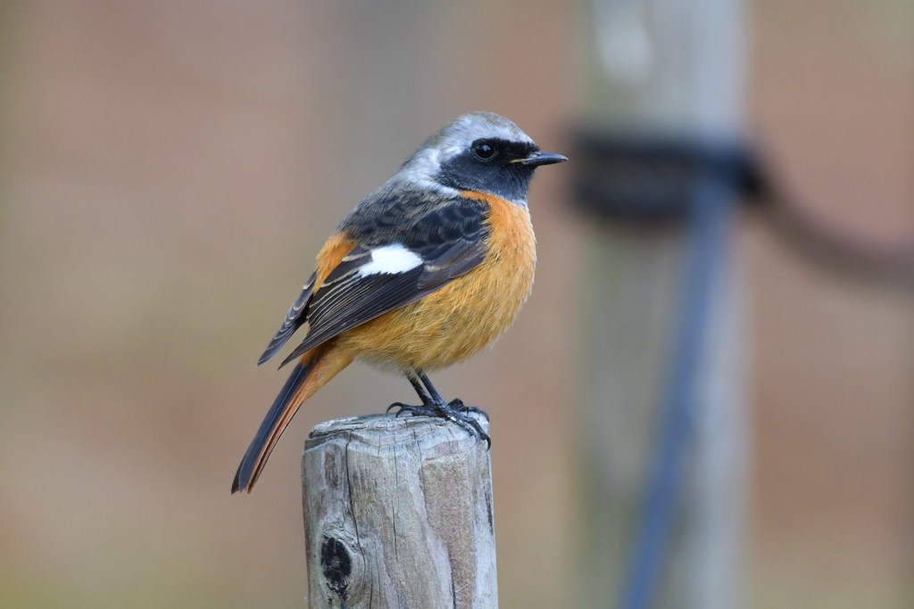 ジョウビタキ　雄