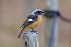 ジョウビタキ　雄