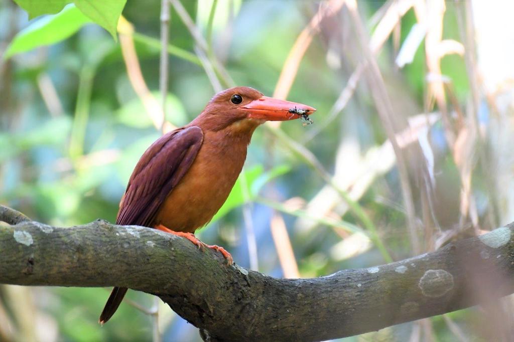 リュウキュウアカショウビン
