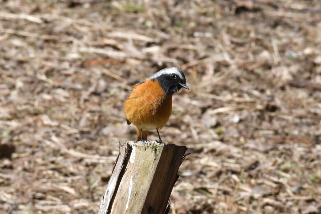 ジョウビタキ　雄
