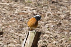 ジョウビタキ　雄