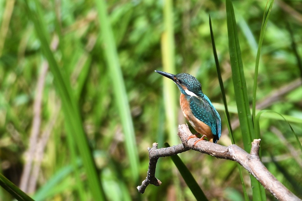 カワセミ