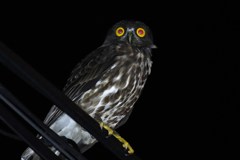 リュウキュウアオバズク