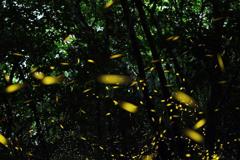 ヤエヤマヒメボタル