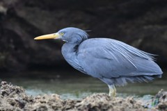 クロサギ