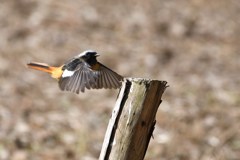 ジョウビタキ　雄