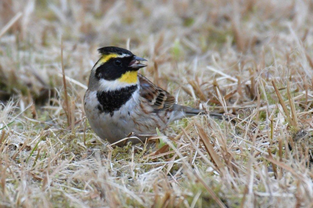 ミヤマホオジロ