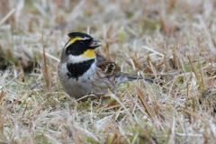 ミヤマホオジロ