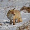 キタキツネ