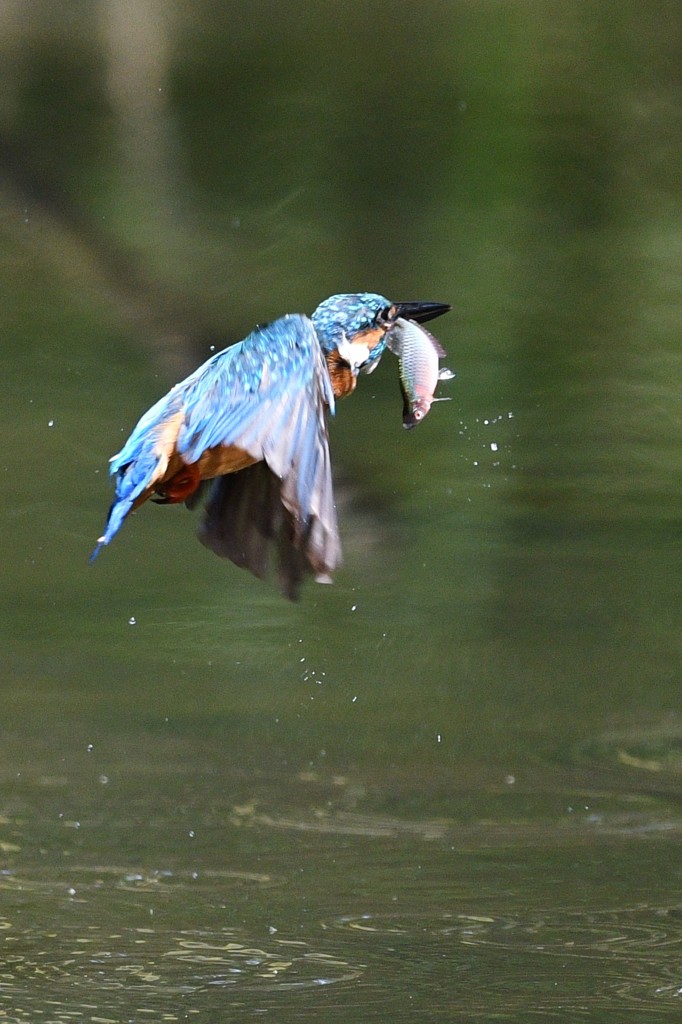 カワセミ