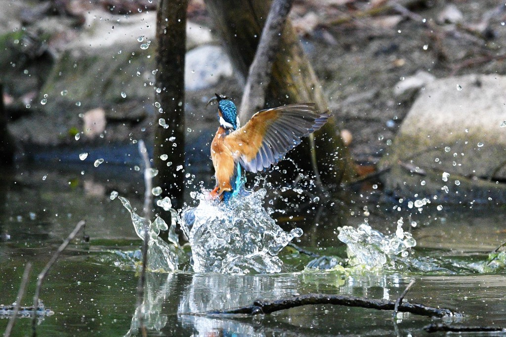 カワセミ