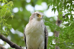 カンムリワシ幼鳥