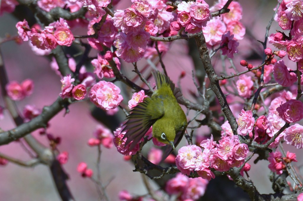 メジロ　紅梅