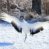 タンチョウ
