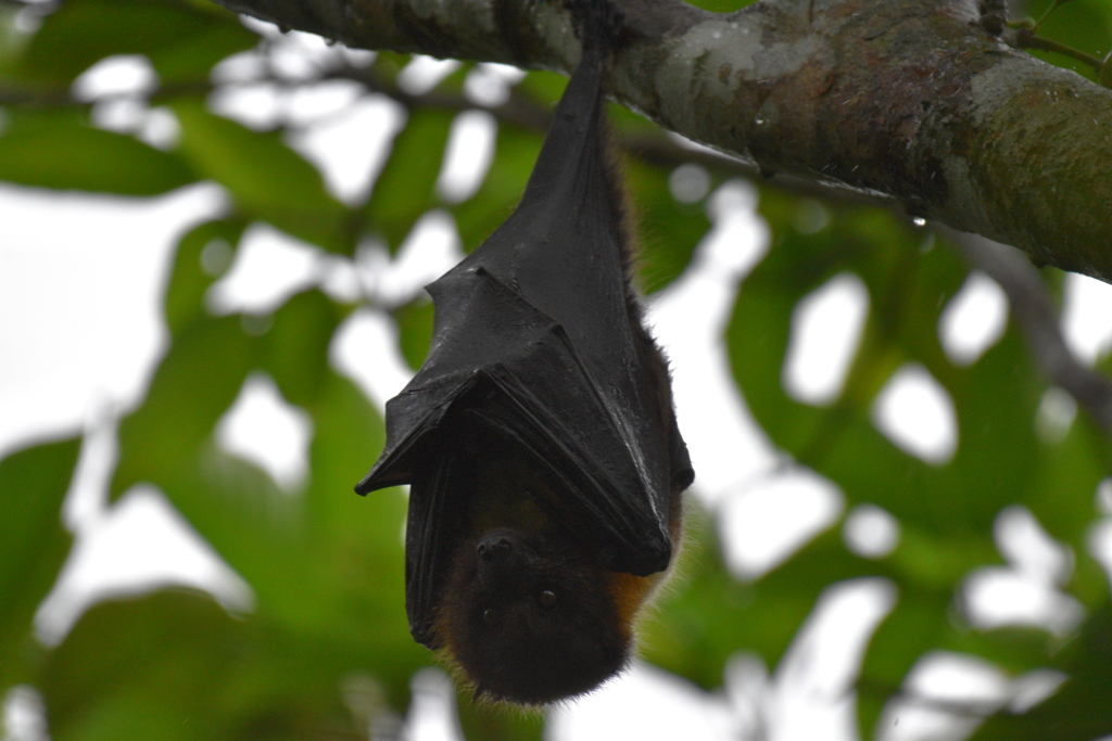 リュウキュウオオコウモリ