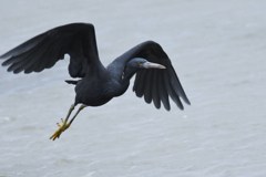 クロサギ