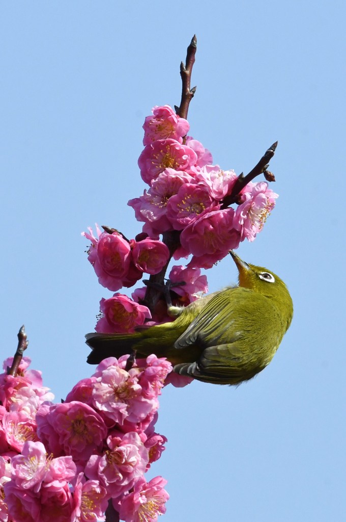 メジロ　紅梅
