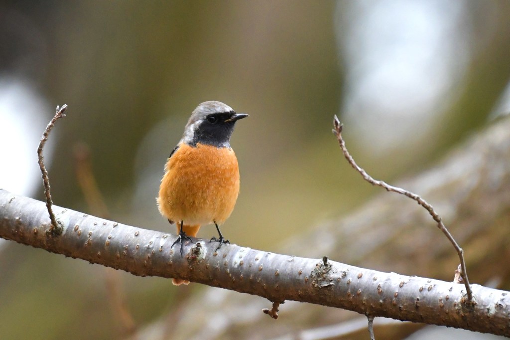 ジョウビタキ 雄