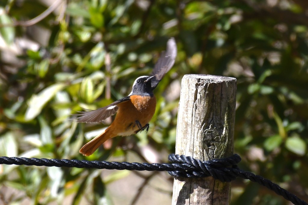 ジョウビタキ　雄