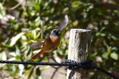 ジョウビタキ　雄