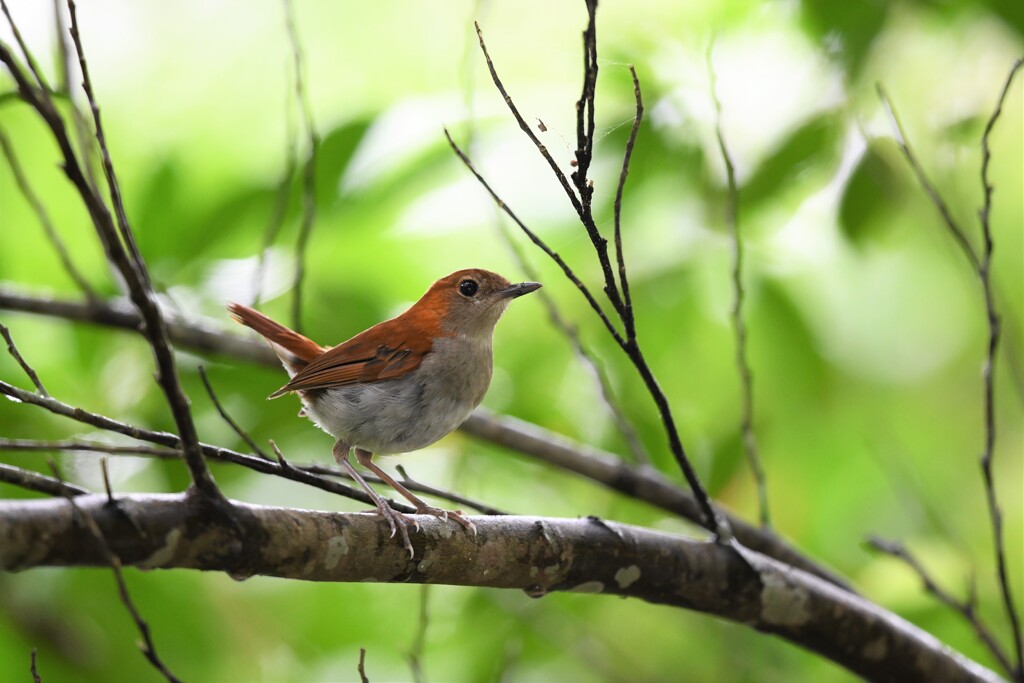 ホントウアカヒゲ　♀