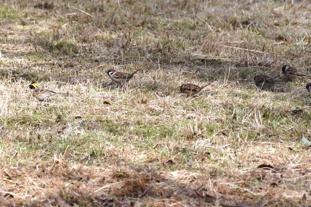 ミヤマホオジロ　スズメと競争