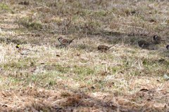 ミヤマホオジロ　スズメと競争