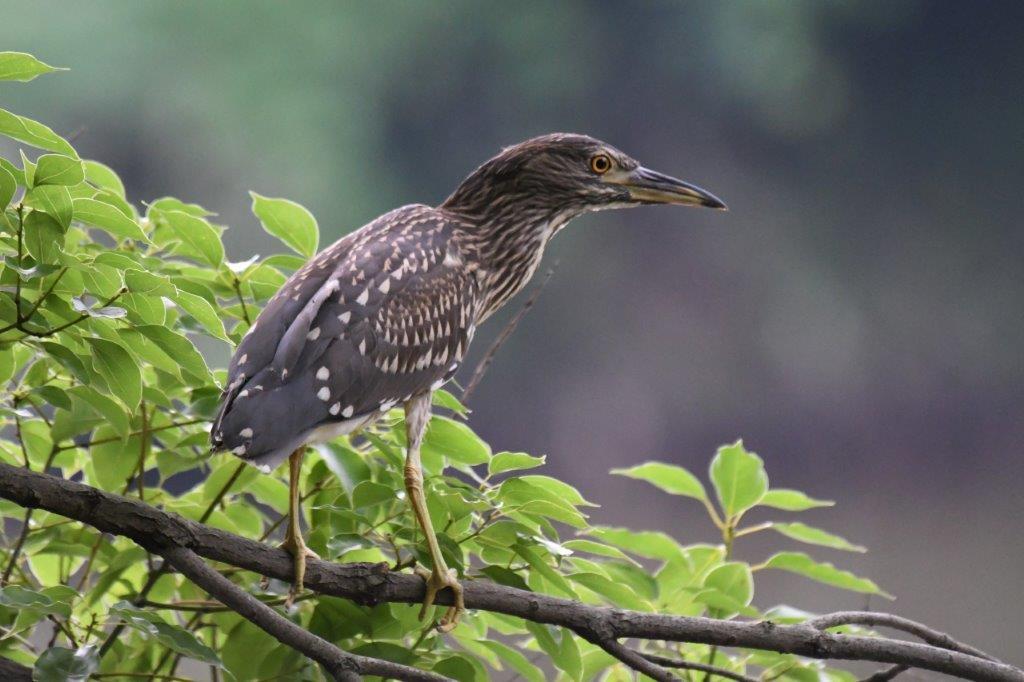 ゴイサギ  幼鳥