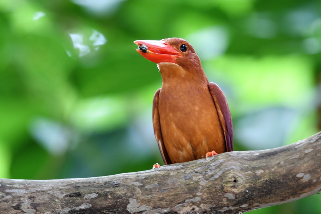 リュウキュウアカショウビン