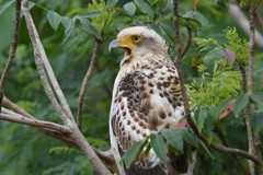 カンムリワシ　幼鳥