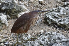 リュウキュウヨシゴイ