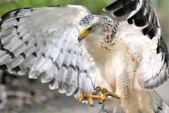 カンムリワシ幼鳥