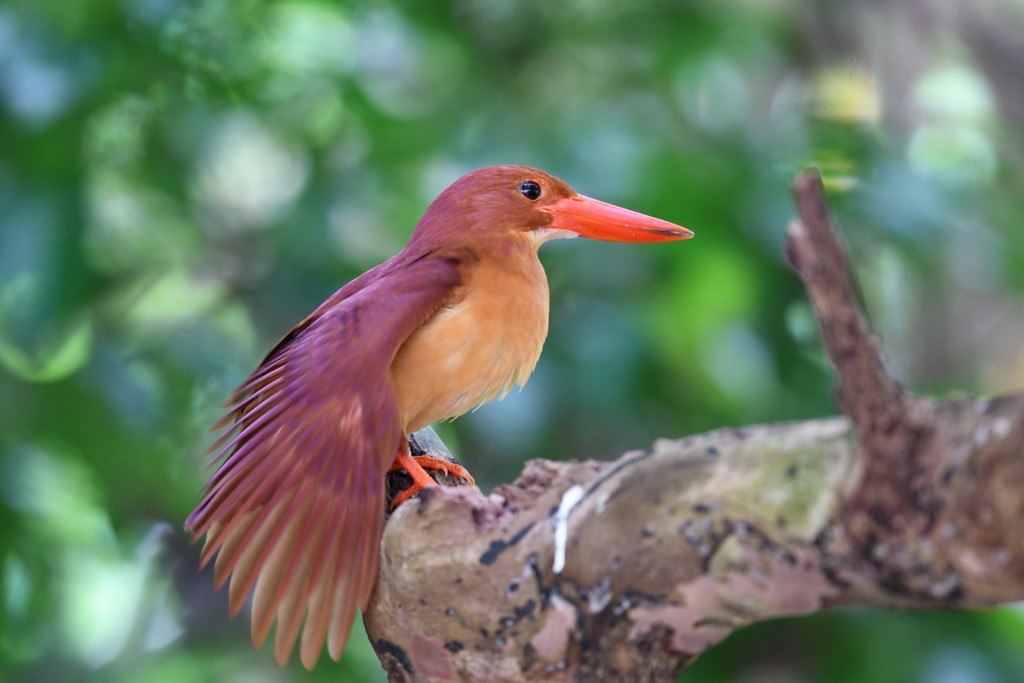 リュウキュウアカショウビン