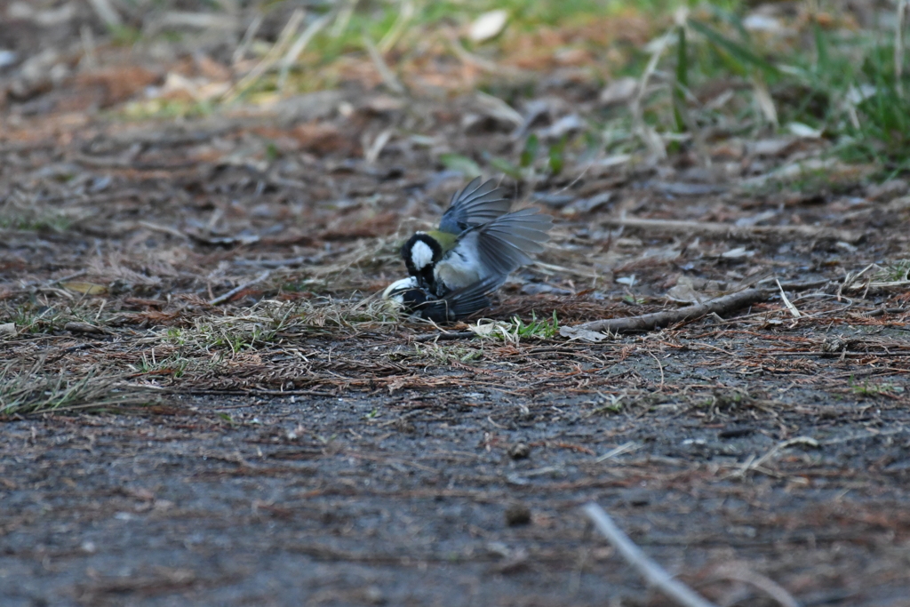 シジュウカラ　喧嘩