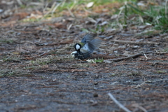 シジュウカラ　喧嘩