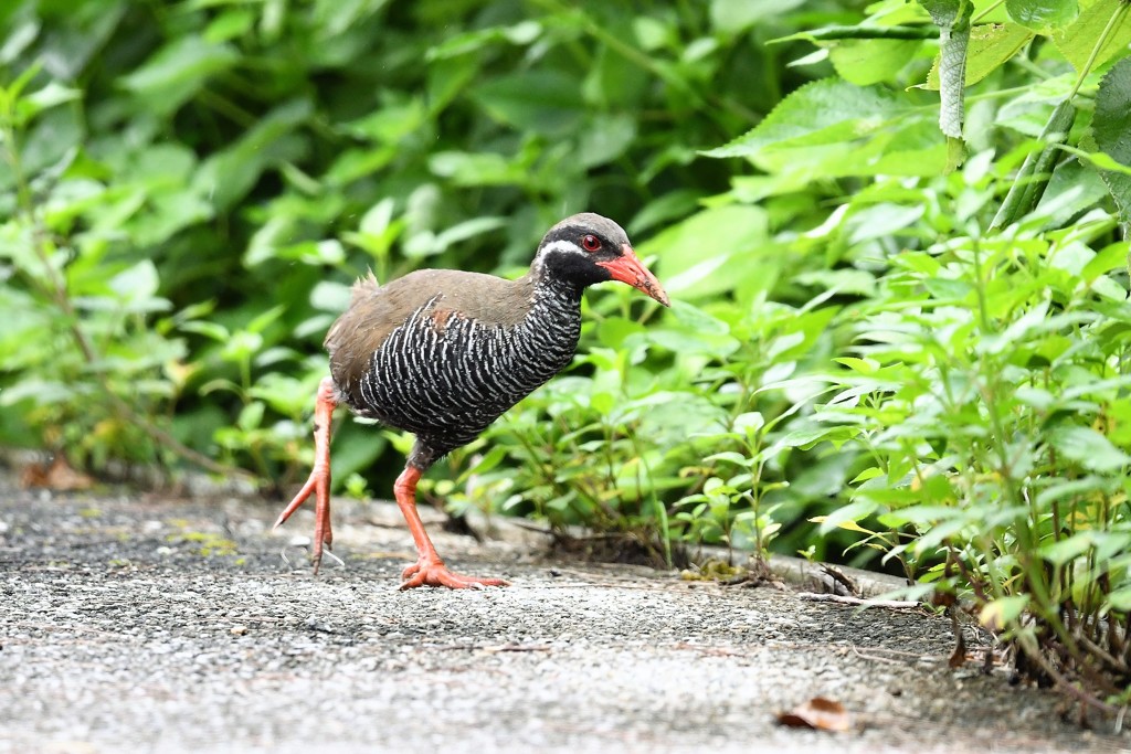 ヤンバルクイナ